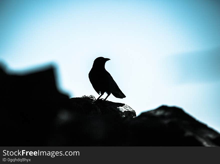 One bird alone in nature but not alone in a forest. One bird alone in nature but not alone in a forest