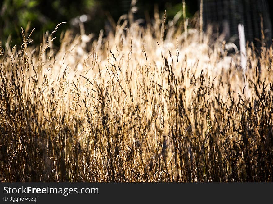 Dry grass in nature