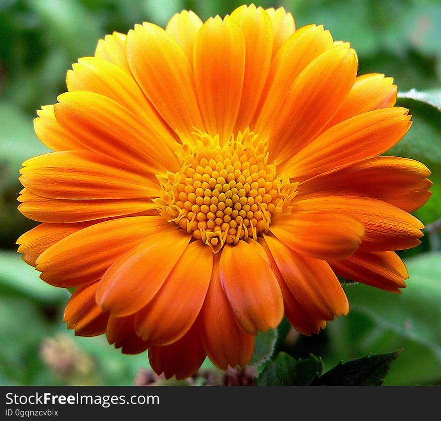 Flower, Yellow, Flora, Calendula