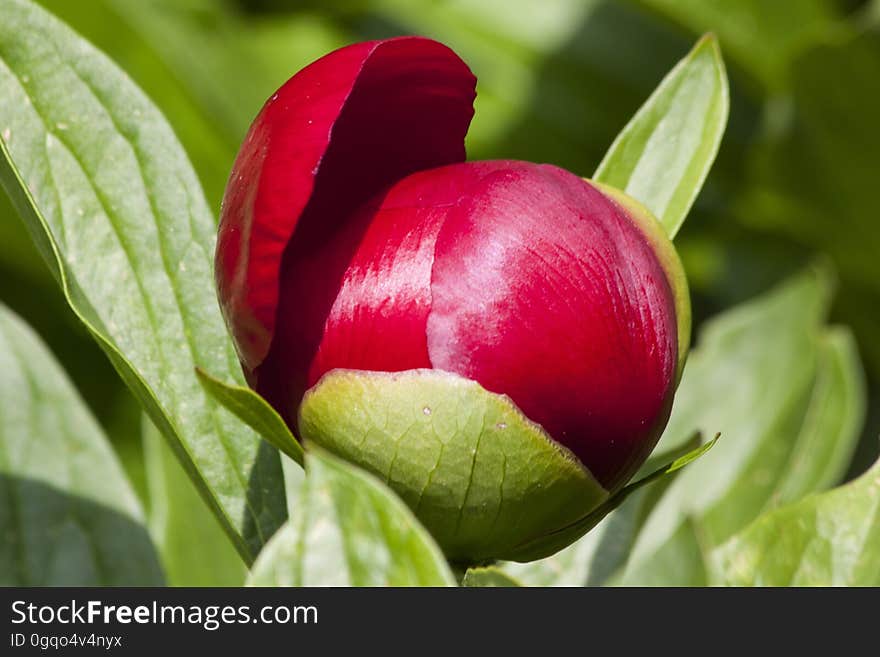 Plant, Flower, Bud, Close Up