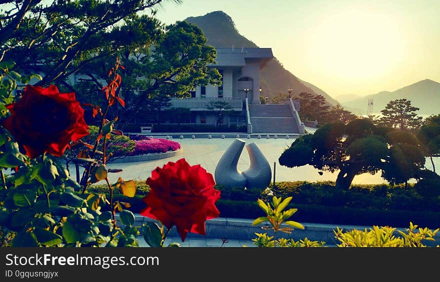 rose　장미　バラ View from the 천주청평수련원 天宙清平修錬苑 Cheongpyeong Heaven and Earth Training Center - - - - - - - - - - 참父母님 文鮮明♡韓鶴子 - - - - - - - - - - True Parents&#x27; Seorak 2017 on flickr Instagram. rose　장미　バラ View from the 천주청평수련원 天宙清平修錬苑 Cheongpyeong Heaven and Earth Training Center - - - - - - - - - - 참父母님 文鮮明♡韓鶴子 - - - - - - - - - - True Parents&#x27; Seorak 2017 on flickr Instagram