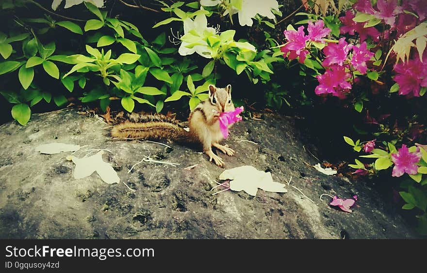 chipmunk（squirrel） 다람쥐　シマリス Location 천주청평수련원 天宙清平修錬苑 Cheongpyeong Heaven and Earth Training Center - - - - - - - - - - 참父母님 文鮮明♡韓鶴子 - - - - - - - - - - True Parents&#x27; Seorak 2017 on flickr Instagram. chipmunk（squirrel） 다람쥐　シマリス Location 천주청평수련원 天宙清平修錬苑 Cheongpyeong Heaven and Earth Training Center - - - - - - - - - - 참父母님 文鮮明♡韓鶴子 - - - - - - - - - - True Parents&#x27; Seorak 2017 on flickr Instagram