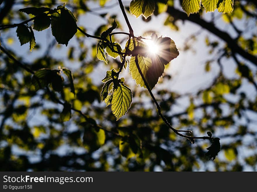 Get more free Spring photos on freestocks.org :&#x29;. Get more free Spring photos on freestocks.org :&#x29;