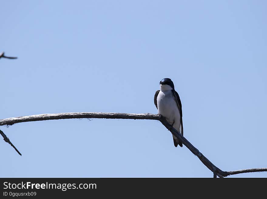 Oiseau &#x28;Hirondelle Bicolore&#x29; 227