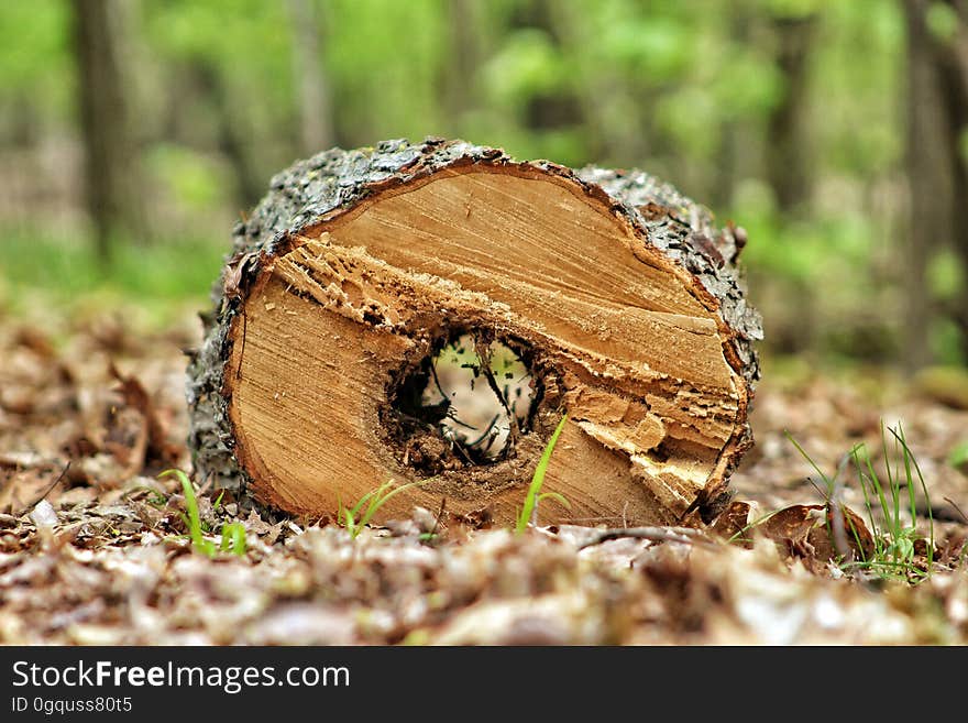 Hollow log