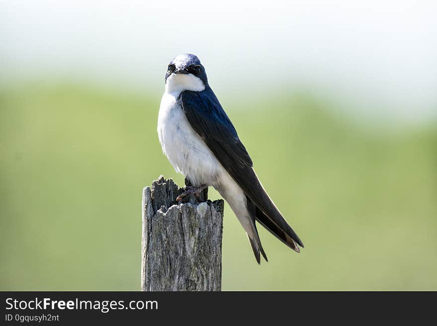 Oiseau &#x28;Hirondelle Bicolore&#x29; 235