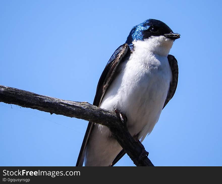 Oiseau &#x28;Hirondelle Bicolore&#x29; 238