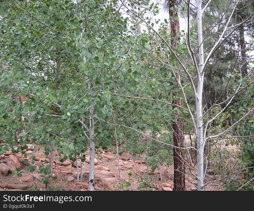 I think I have some different varieties of aspen in my back yard. The one on the left sprouted leaves a few weeks ago, and the one on the right is just starting. I imagine a lecture from the unsenn parent... Mom Aspen: &#x22;Why can&#x27;t you bloom on time like your brother? Why do you have to rebel against your parents?&#x22; Stubborn Kid Aspen: &#x28;mutters under breath&#x29; &#x22;Fracking do-gooder brother, what a kiss-up&#x22; and so on, I am rather isolated here and listen to the banter of the trees. I think I have some different varieties of aspen in my back yard. The one on the left sprouted leaves a few weeks ago, and the one on the right is just starting. I imagine a lecture from the unsenn parent... Mom Aspen: &#x22;Why can&#x27;t you bloom on time like your brother? Why do you have to rebel against your parents?&#x22; Stubborn Kid Aspen: &#x28;mutters under breath&#x29; &#x22;Fracking do-gooder brother, what a kiss-up&#x22; and so on, I am rather isolated here and listen to the banter of the trees.