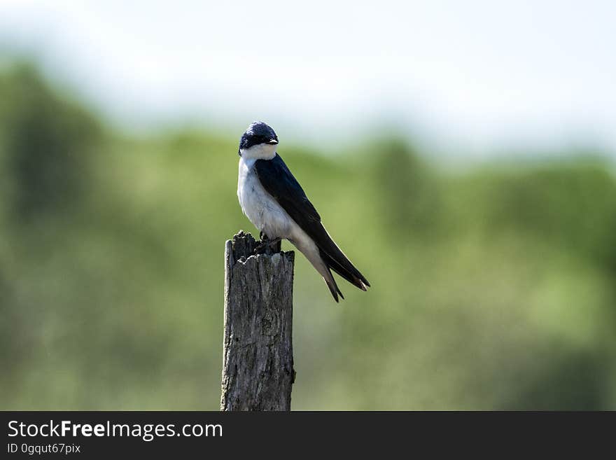 Oiseau &#x28;Hirondelle Bicolore&#x29; 233