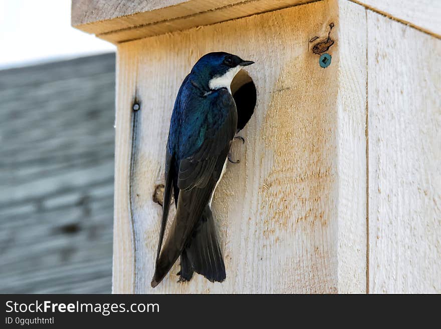 Oiseau &#x28;Hirondelle Bicolore&#x29; 241