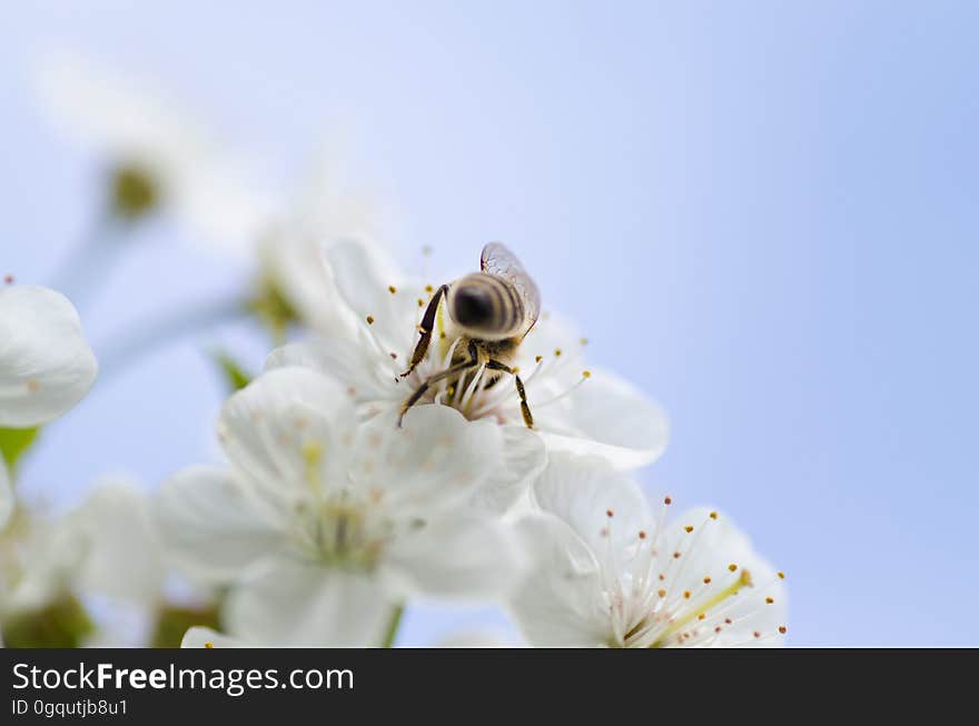 Close up of honeybee feeding inside white flowers on sunny day. Close up of honeybee feeding inside white flowers on sunny day.