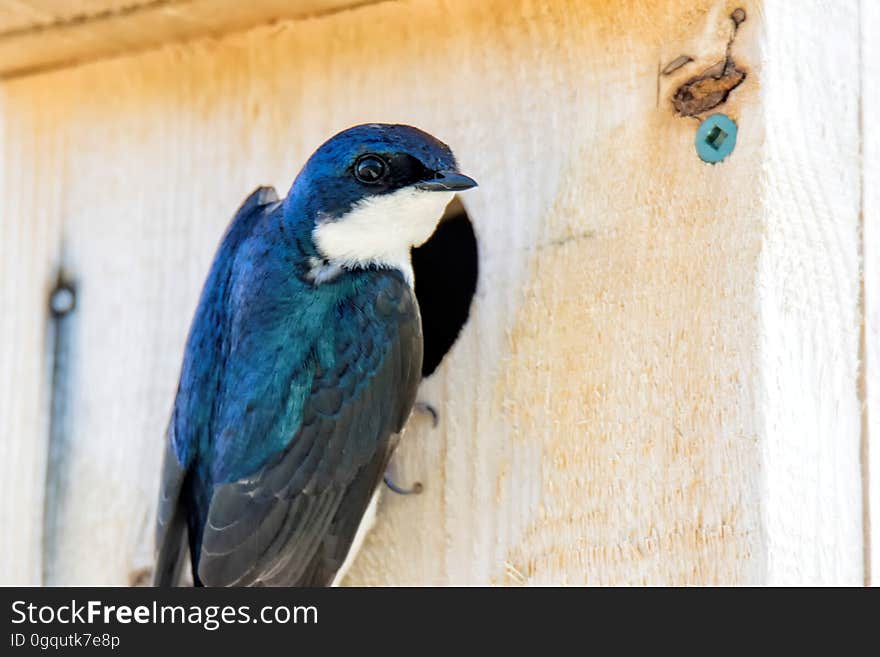 Oiseau &#x28;Hirondelle Bicolore&#x29; 242