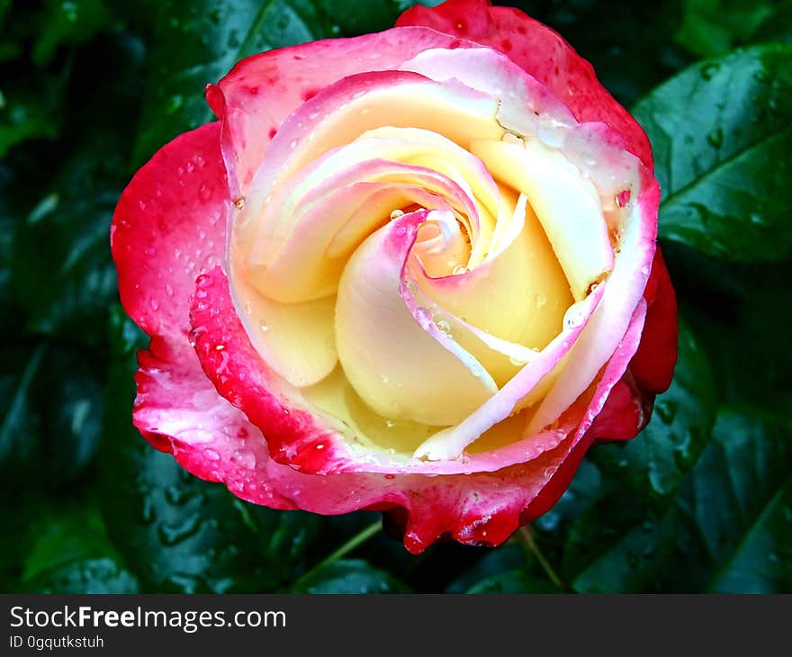 Close up of dew covered red rose bud in green garden.