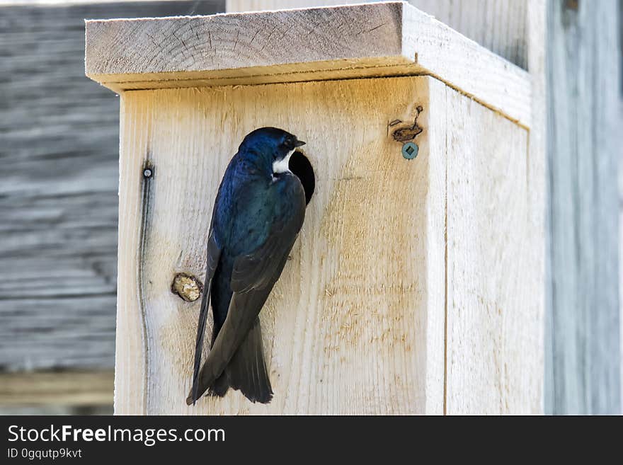 Oiseau &#x28;Hirondelle Bicolore&#x29; 240