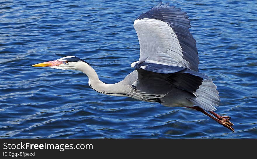 Bird, Water, Beak, Seabird