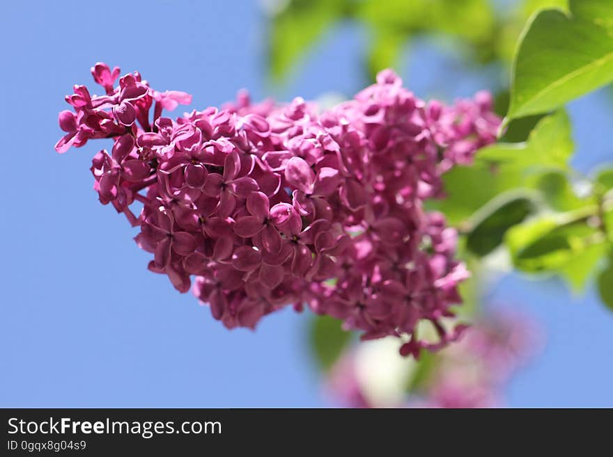 Flower, Lilac, Purple, Flowering Plant