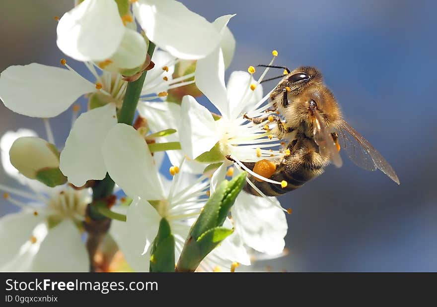 Honey Bee, Bee, Insect, Blossom