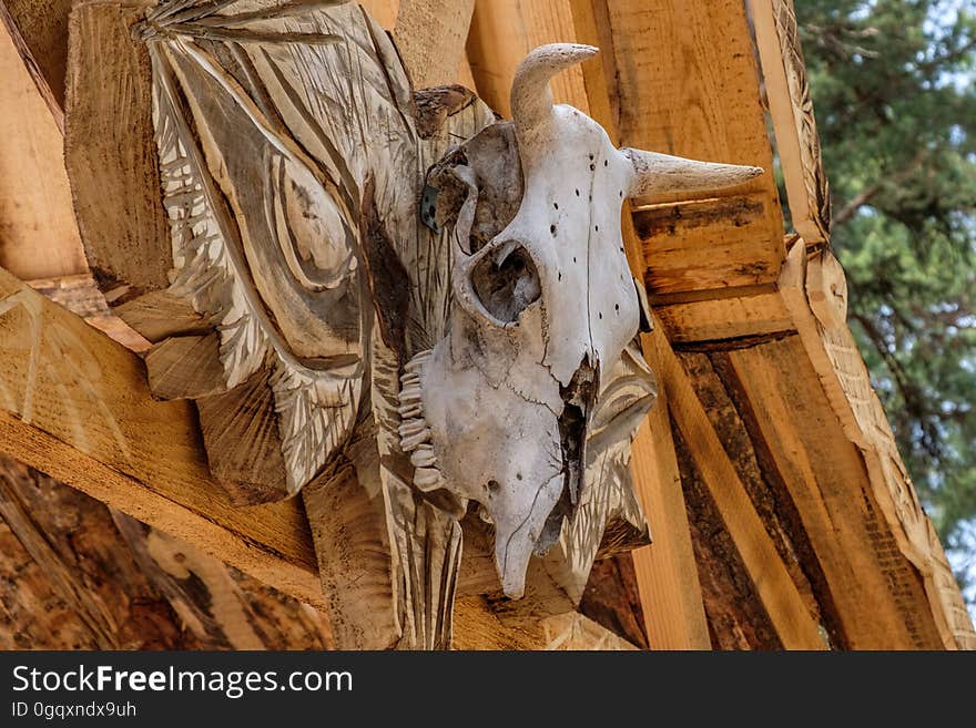 Cow`s skull on the boards