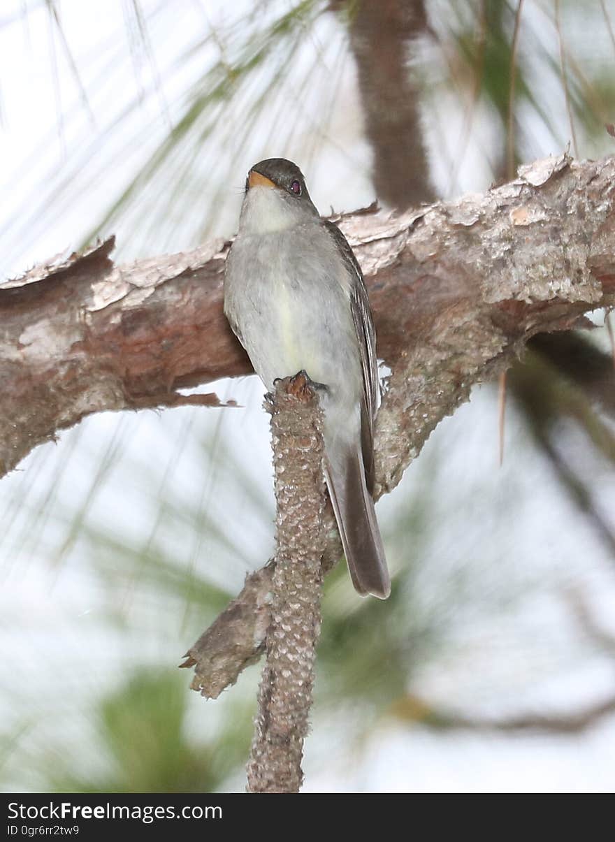 573 - EASTERN WOOD-PEWEE &#x28;6-6-2017&#x29; croatan nat forest, carteret co, nc -04