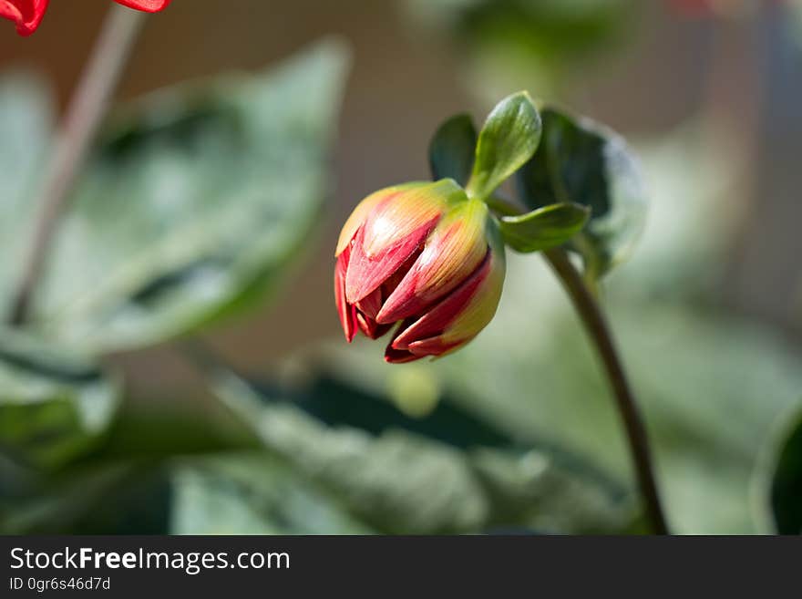 Red and Green Flower