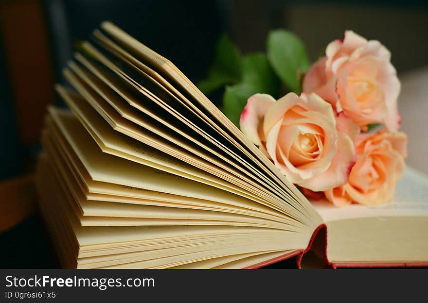 An open book with three creamy pink roses laid on the open pages, dark background. An open book with three creamy pink roses laid on the open pages, dark background.