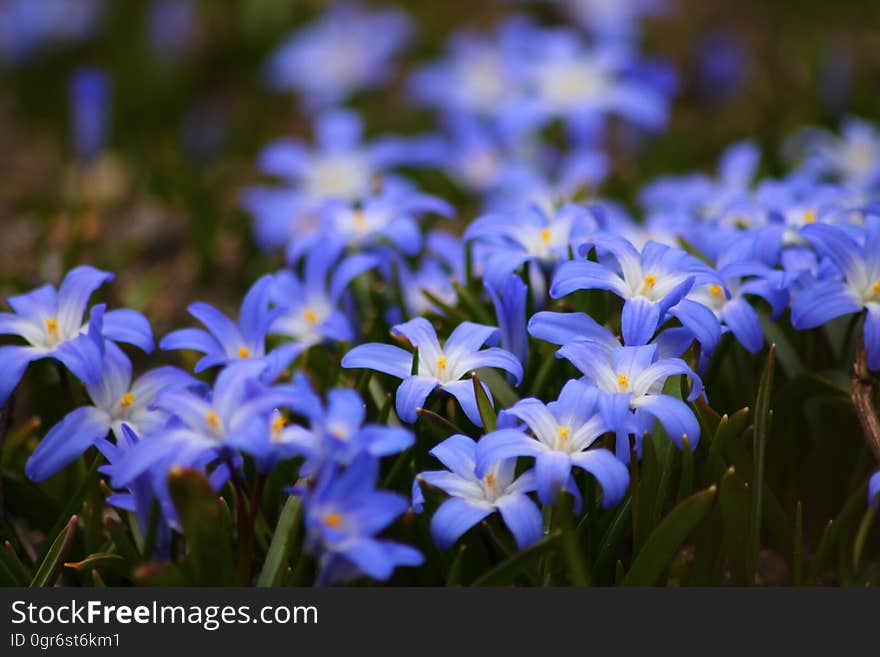 Chionodoxa, also known as glory-of-the-snow flowers on the meadow in the spring. Chionodoxa, also known as glory-of-the-snow flowers on the meadow in the spring.