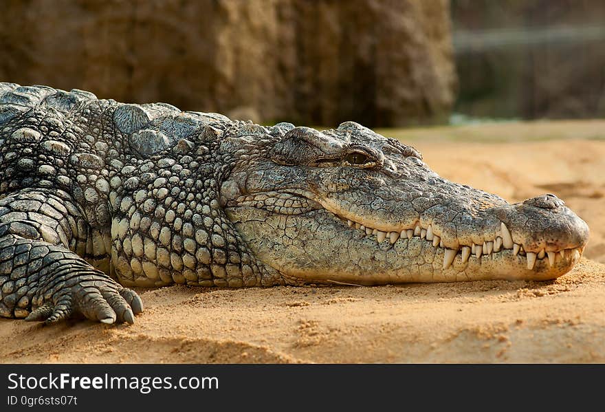 Black Crocodlie Lying on Ground