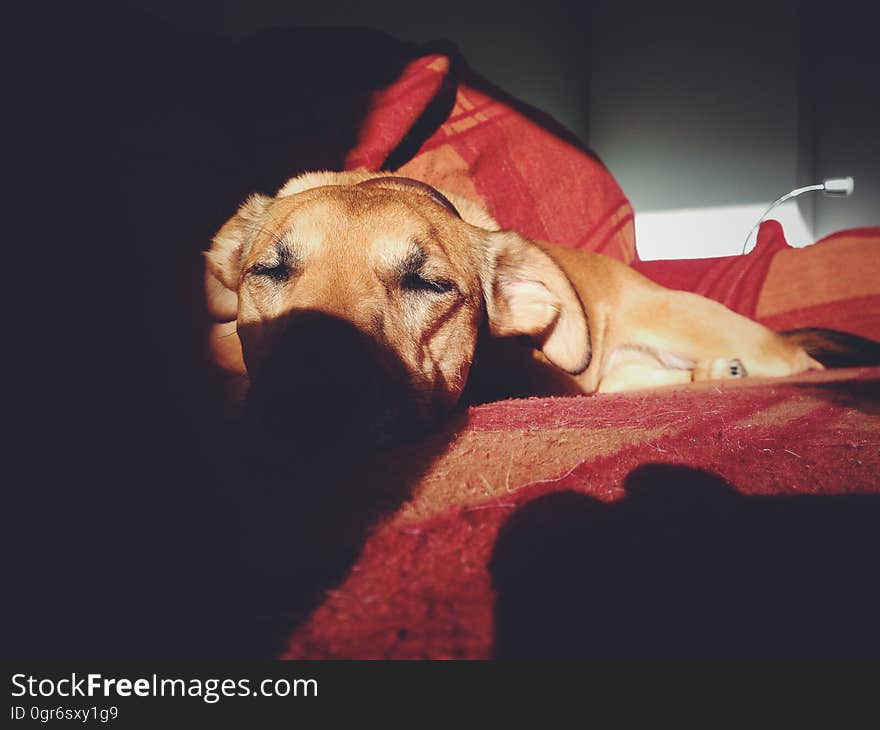 Brown Short Coat Dog on Red Couch