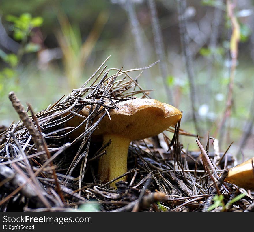 mushroom