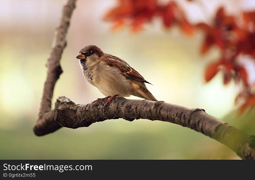 Brown and White Fur Bird at Brown Tree Branch