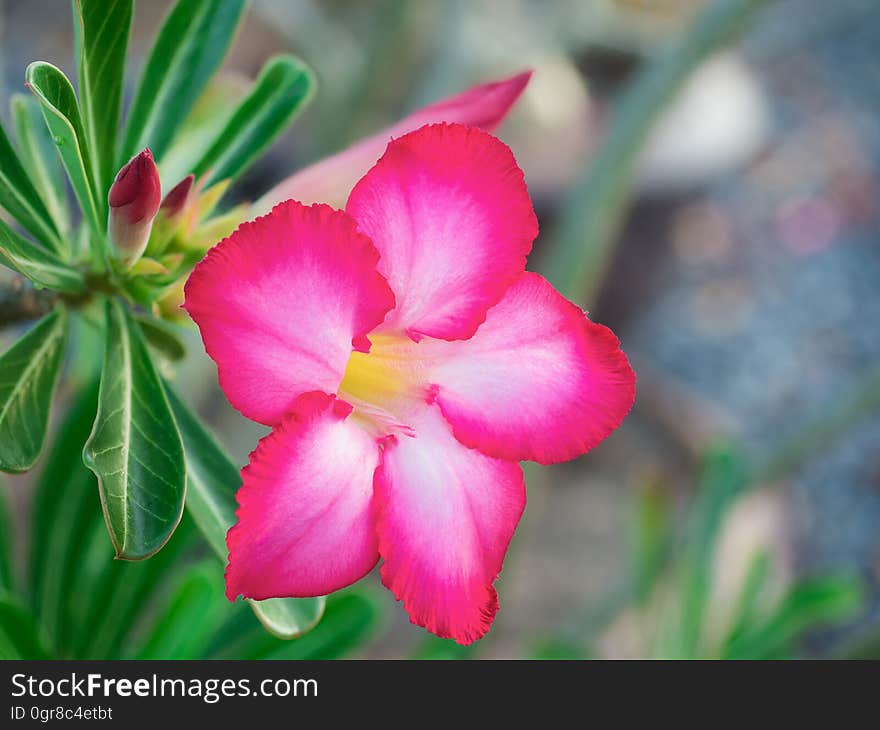 Beautiful Fresh Red Azalea Flowers On Nature