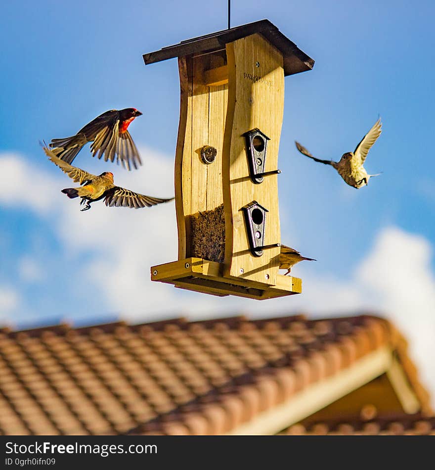 Brown and Beige Finch Birds Surround Bird House