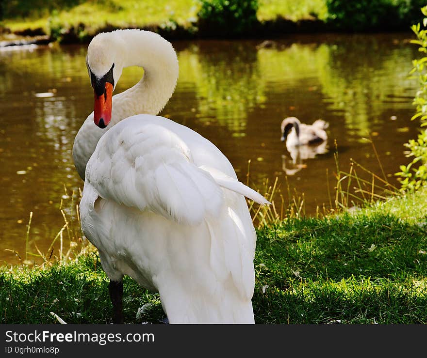 White Goose Close Up Photo