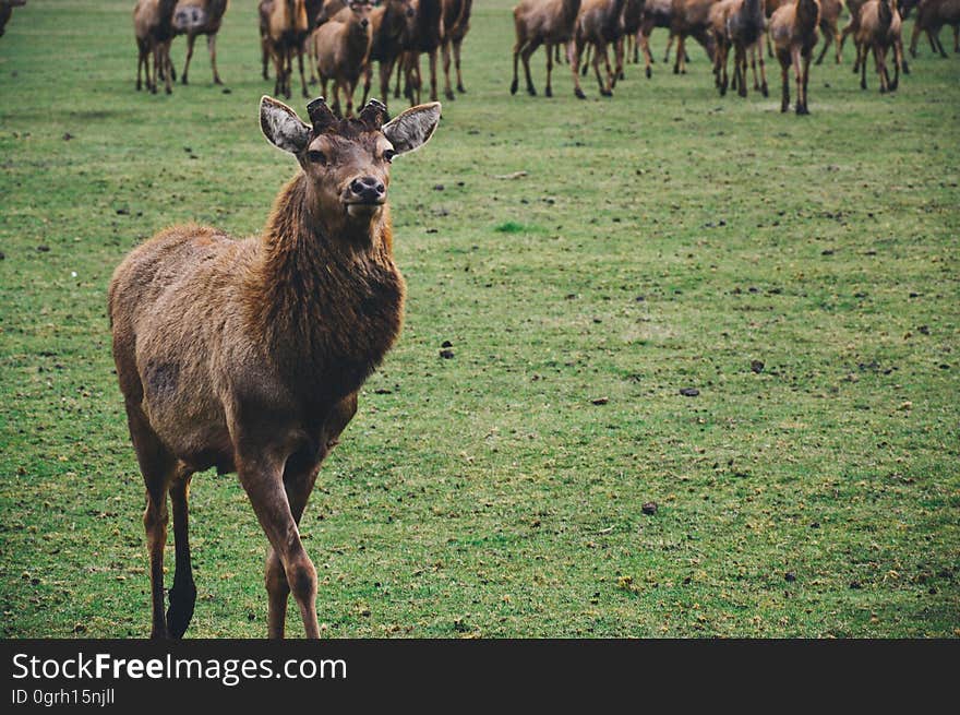 Brown Short Coated Mamml on Green Grass Fields