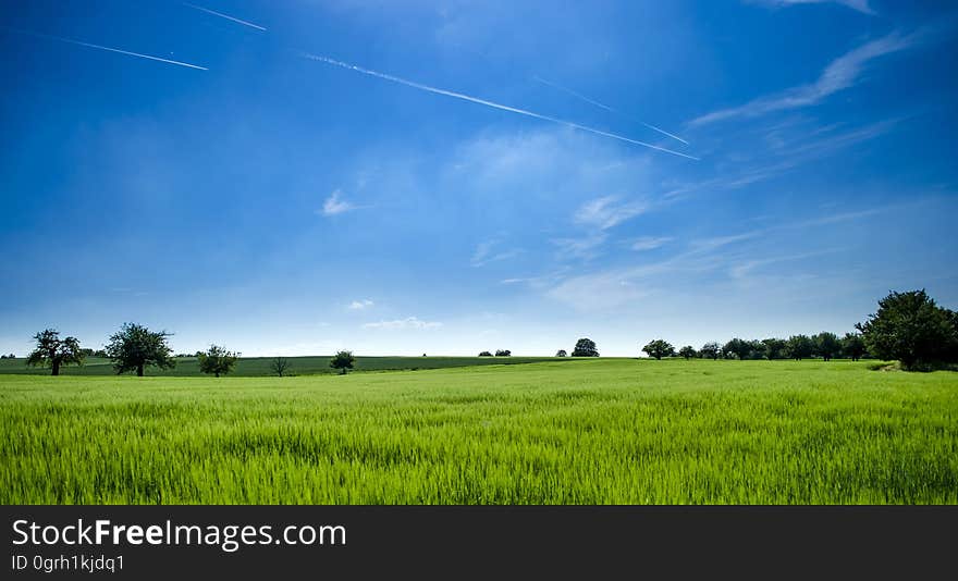 Green fields with fresh crops growing.