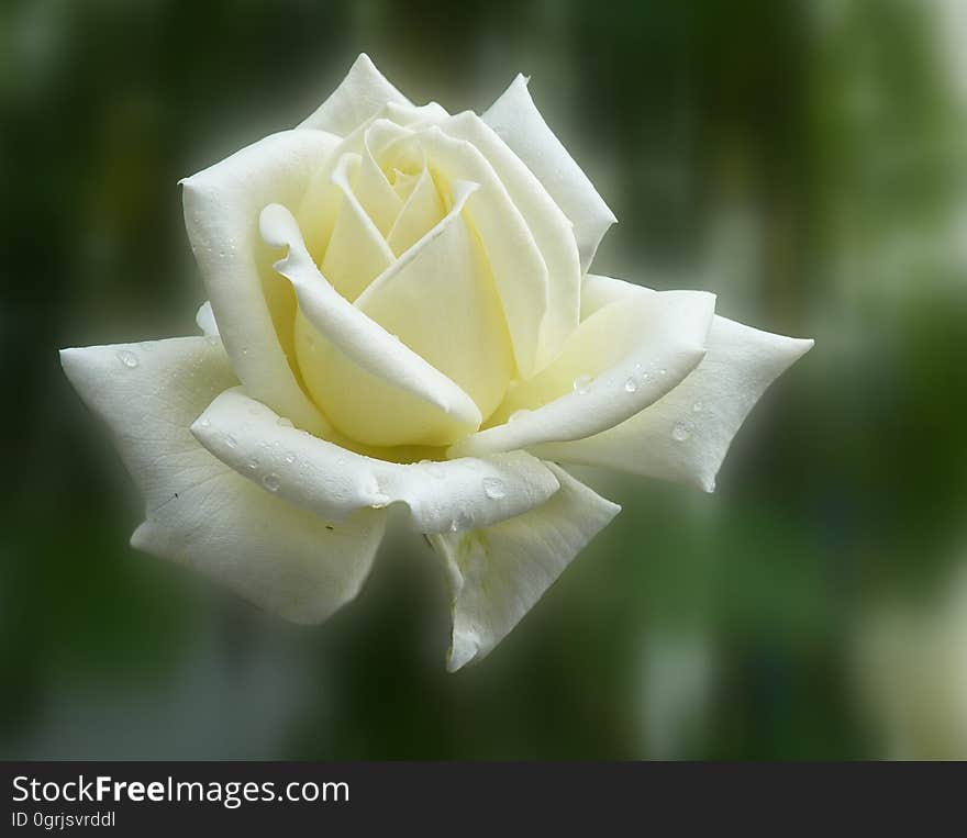 Flower, Rose, Rose Family, White