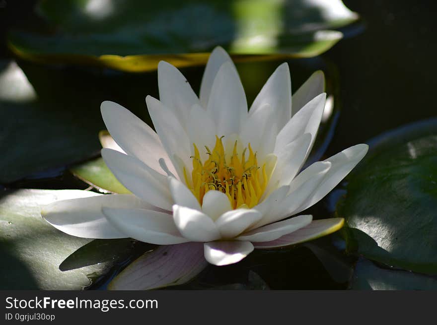 Flower, Flora, White, Yellow