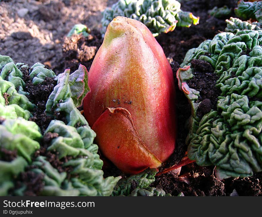 Leaf, Plant, Zaminkand, Vegetable