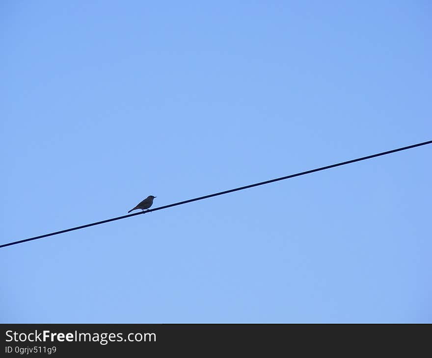 Sky, Bird, Technology, Line