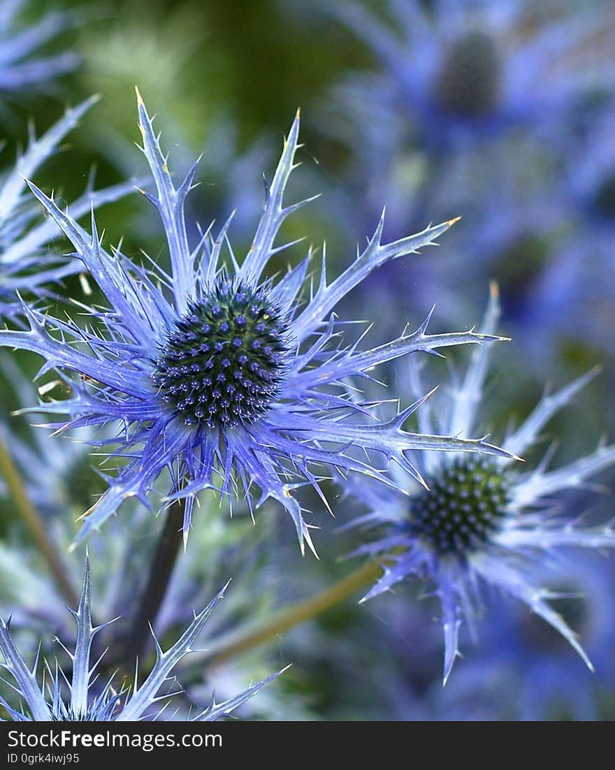 Flower, Plant, Thistle, Flora