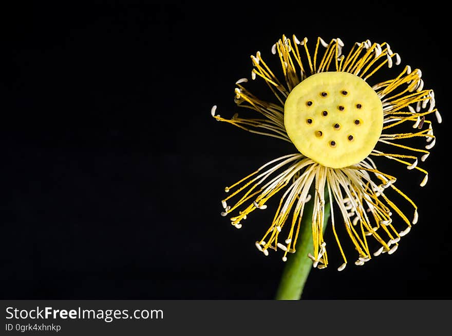 Flower, Yellow, Close Up, Flora