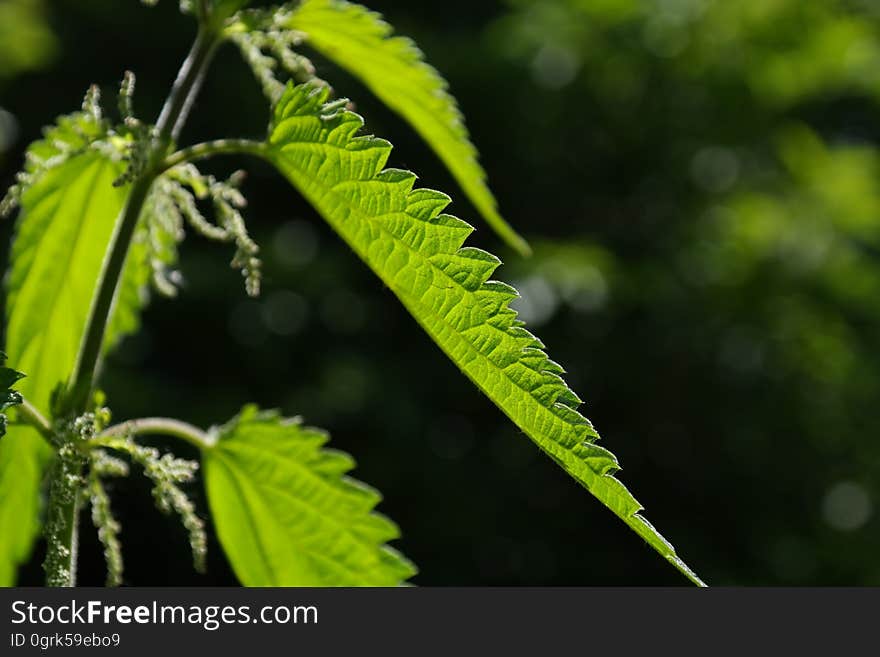 Leaf, Vegetation, Hemp, Plant