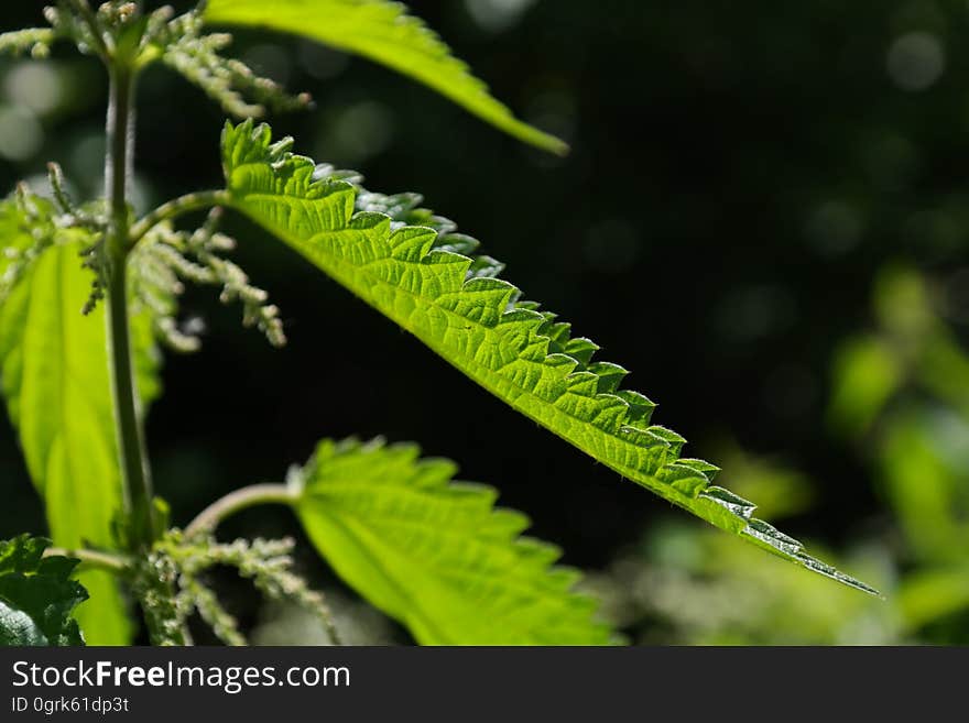 Leaf, Vegetation, Plant, Hemp