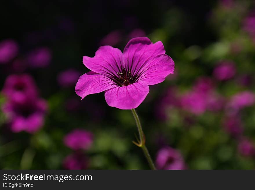 Flower, Pink, Flora, Plant