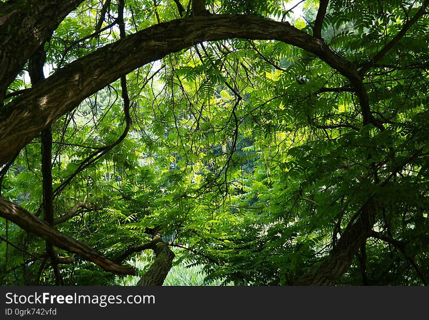 Tree, Nature, Vegetation, Green