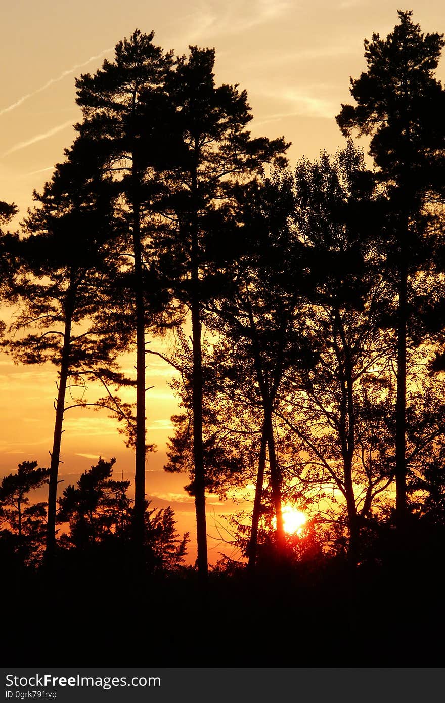 Sky, Nature, Tree, Sunset