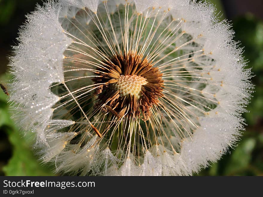 Flower, Dandelion, Flora, Plant