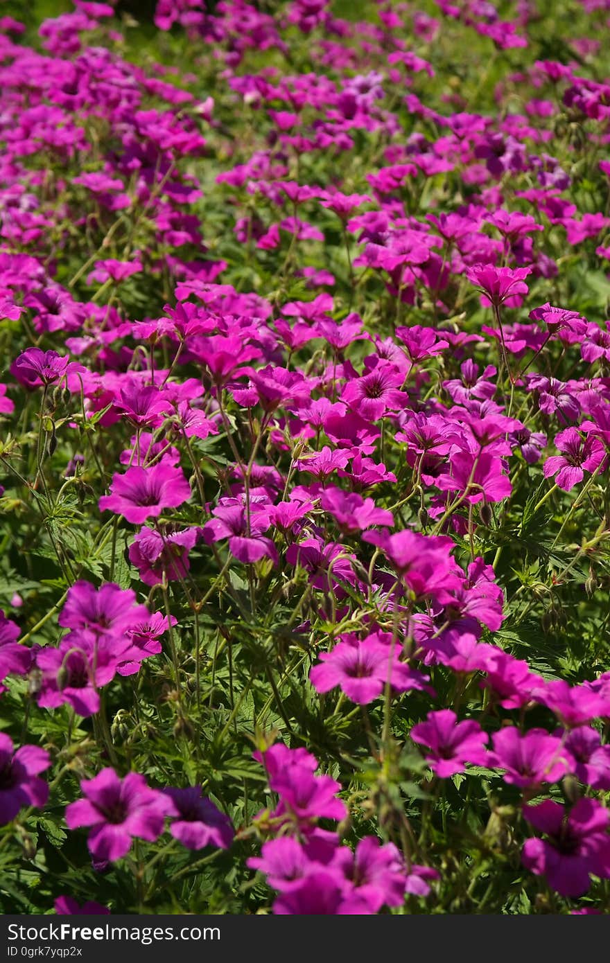 Plant, Flower, Flora, Purple