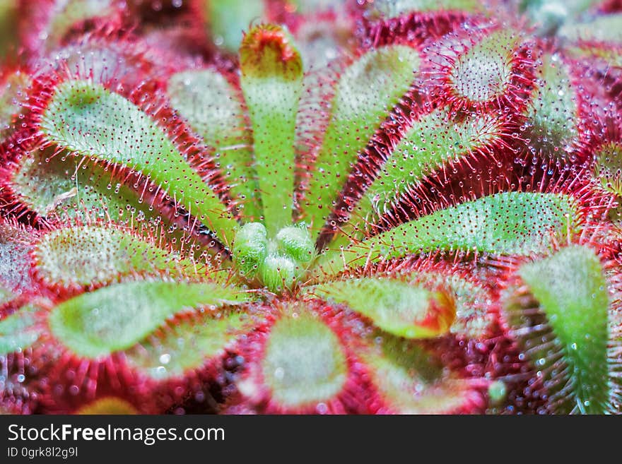 Vegetation, Plant, Flora, Carnivorous Plant