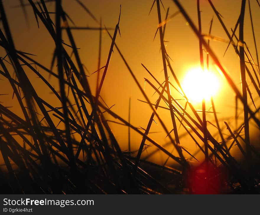 Sun, Sky, Branch, Sunrise